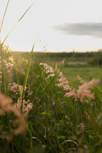 Close-up of grass on field against sky
