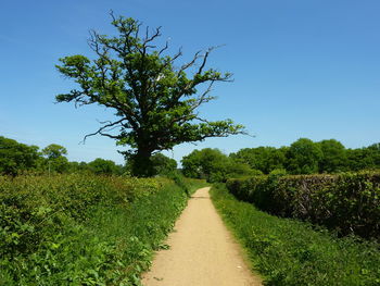 Low angle view of plant against clear sky