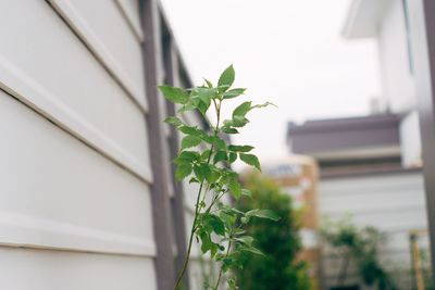 Close-up of plant against building