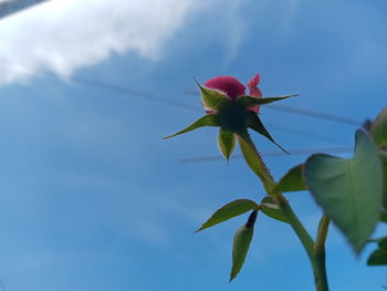 Close-up of red flowering plant against sky