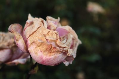 Close-up of wilted rose