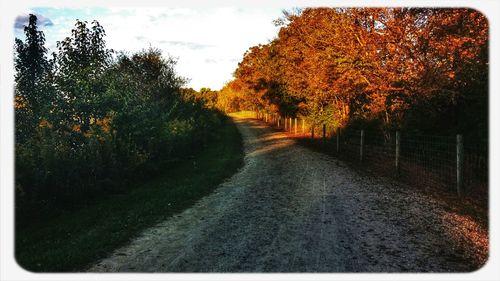 Road passing through forest