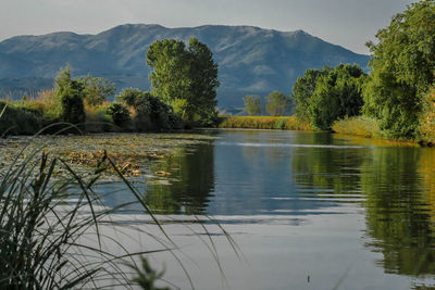 Reflection of trees in lake