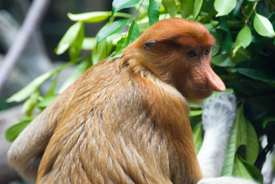 Close-up of monkey