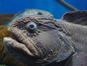 Close-up of turtle swimming in water