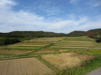 Scenic view of agricultural field against sky