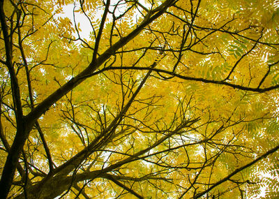 Low angle view of yellow tree against sky