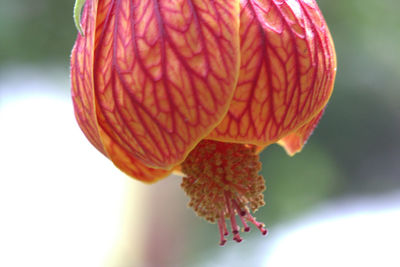 Close-up of flower against blurred background