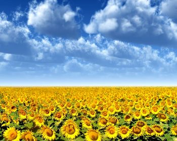 Sunflower field against cloudy sky