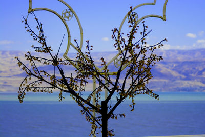 Plant by sea against sky