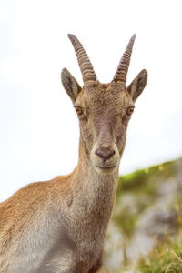 Steinbock or alpine capra ibex portrait at colombiere pass by day, france