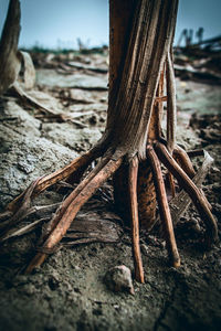 Close-up of tree trunk in forest