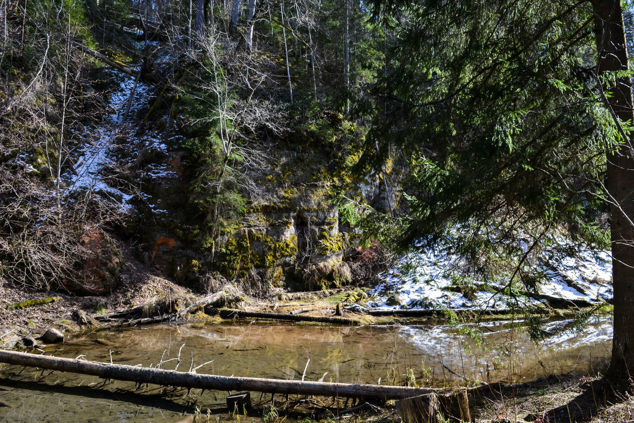 RIVER FLOWING THROUGH FOREST