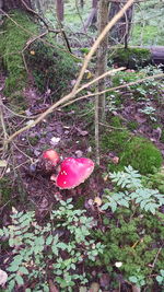 High angle view of mushroom growing on field