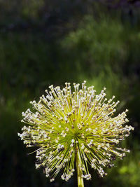 Close-up of flowering plant in park