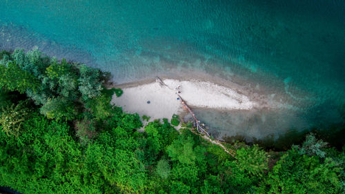 High angle view of plants on shore