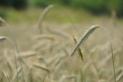 Close-up of plant in field