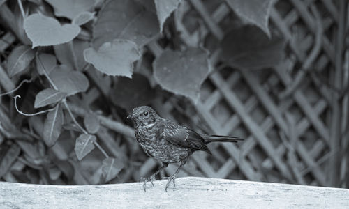 Juvenile young blackbird brown feathers perched on wooden surround in summer black and white image