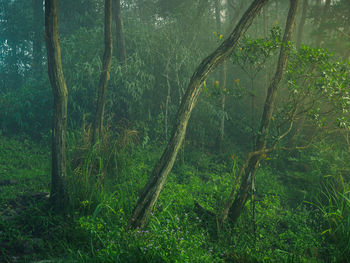 Scenic view of forest