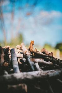 Close-up of logs on rock