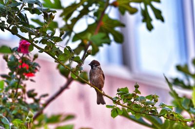 Small bird perching on a tree