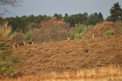 Trees on field against sky