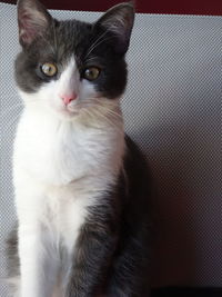 Portrait of cat sitting