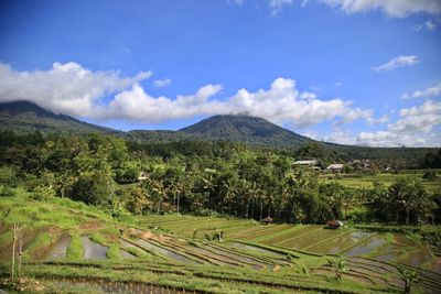 Scenic view of agricultural field against sky