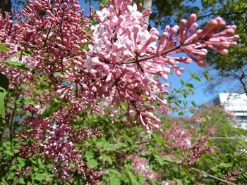 Low angle view of pink flowers on tree