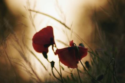 Close-up of red flower