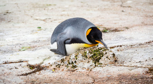 Close-up of duck on rock