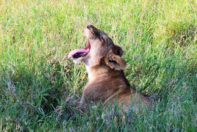 View of dog sitting on grass