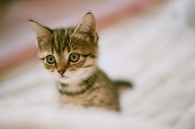 Close-up portrait of cat