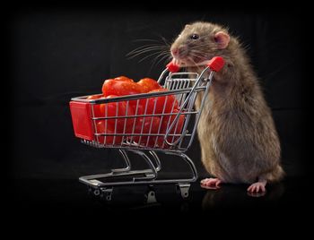 Close-up of rat rearing up by shopping cart with tomatoes against black background