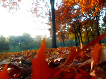 Leaves on tree