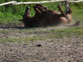 Horse lying on grass