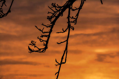 Close-up of silhouette tree against orange sky