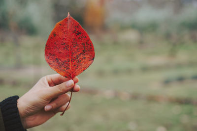 Cropped hand holding autumn leaf