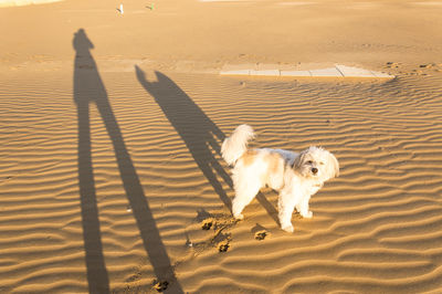 High angle view of dog running on sand