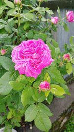 Close-up of pink rose