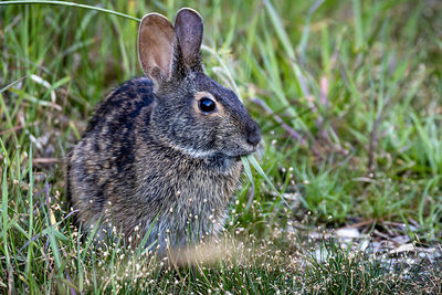 Close-up of a rabbit on field
