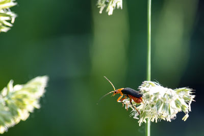 Close-up of insect pollinating on flower