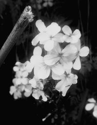 Close-up of white flowers