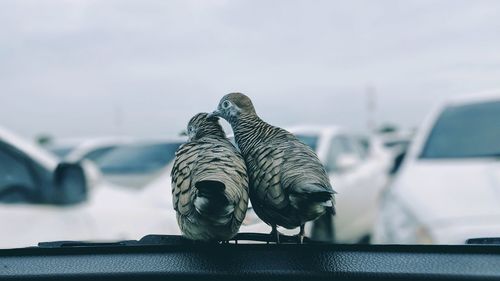 Rear view of birds perching by windshield in car