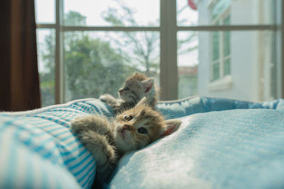 Kittens on bed at home