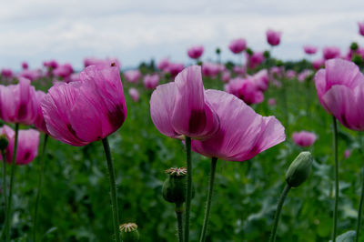 Close-up of pink flowering plants