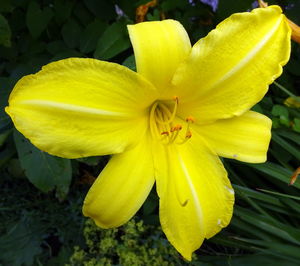 Close-up of yellow flower