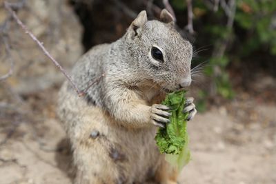 Close-up of squirrel eating leaf