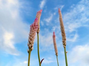 Close-up of stalks against blue sky