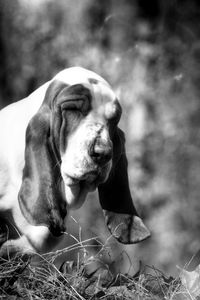 Close-up of a dog on field